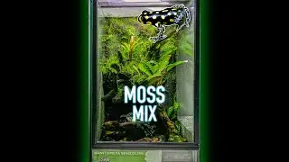 HUGE VIVARIUM UPGRADE - MOSS MIX!! #shorts