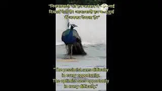 #dailymotivation#success#youtubeshorts#peacock#motivation#maheshwary#maheshwari#viralvideo
