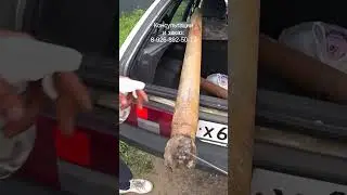 Рекордная абиссинка 46 метров! Полное видео на канале!