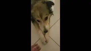 Teaching my dog how to find hidden objects