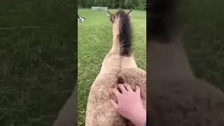 Чеши ещё