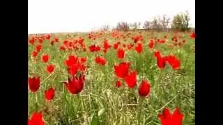 СТЕПЬ Тюльпаны Лозное STEPPE Tulips