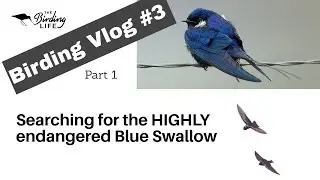 Birding Vlog #3 part 1 Blue Swallows | The Birding Life