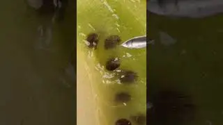 Kiwi vs Needle ASMR #satisfying #closeup