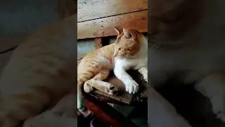 Oyen lagi santai 