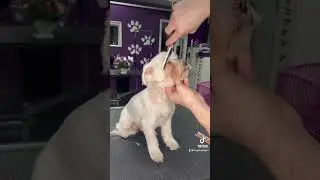 Dog grooming! 