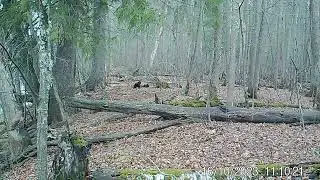 Медведица с медвежонком  Фотоловушка заповедник Нургуш
