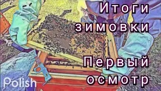 🐝🐝🐝итоги зимовки 2022-2023, весенние работы на пасеке.