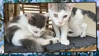 Foster Kitten Livestream (S11, E31) - Sep 3, 2024