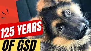 125 years of the GERMAN SHEPHERD