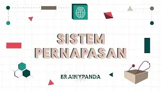 Sistem Pernapasan: Respirasi Eksternal dan Internal | Ilmu Biomedik Dasar | Brainy Panda