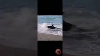 ожота