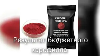 карофилл розовый с озона