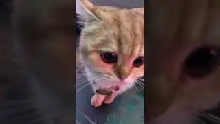 Котёнок, милый и скромный #cat #cute #anime