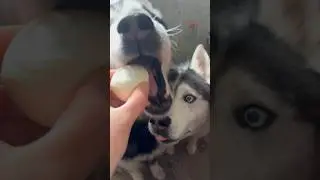 Как собаки едят яйца