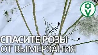 ПОЛЕЙТЕ ЭТИМ РОЗЫ ПЕРЕД МОРОЗАМИ И ПОВЫСЬТЕ ИХ ЗИМОСТОЙКОСТЬ В 2 РАЗА!