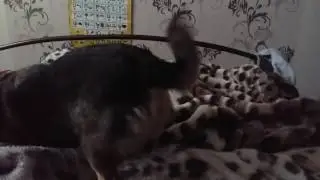 Молчание кота, безмерное терпение