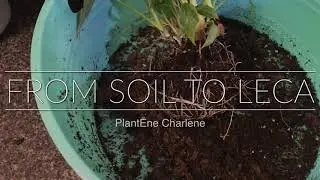I LECA IT A LOT - transfer plants from soil to leca | semi hydroponics | leca nutrients for growth