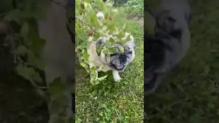 мопс ест крыжовник #популярное#дача#сад