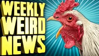A Very Bad Week For Chicken - Weekly Weird News