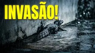 INVASÃO DE JACARÉS EM PRESIDENTE DUTRA APÓS FORTES CHUVAS.