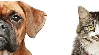 Dogs versus Cats