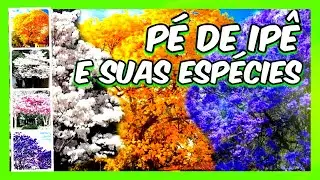 Quantas espécies  de Pé de Ipê existem,?Tem como saber?Conheço todas?
