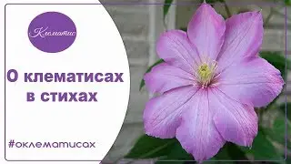 🌺  Клематис в стихах Цветет клематис