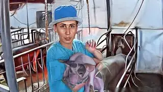 Поросята мутанты! Нашли собаку в поле!