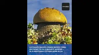 Почему в тундре грибы выше деревьев? 