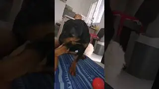 Playtime with mama😅 #rottweiler #doglovers