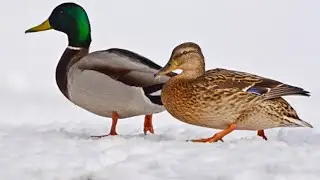 Охота на селезня