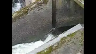Salmon Jumping