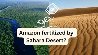 Amazon fertilized by Sahara Desert!