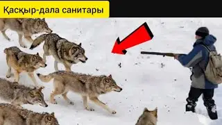 Қасқырдың 7 қасиеті | Дала санитары...