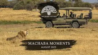 Botswana & Zimbabwe Safaris | Amazing Wildlife Sightings August 2025