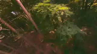 Whooptree