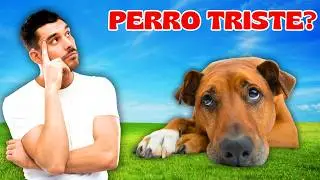 🐾 ¿Por qué mi PERRO esta TRISTE?  ¡Descubre cómo devolverle la alegría! 🐾