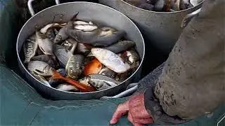 За рыбой   Покупка малька КАРПА для нужд сельского пруда