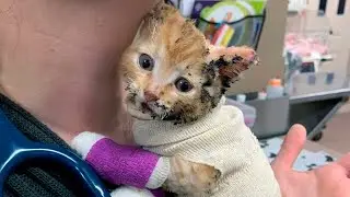 When the firefighters finished putting out the fire, they saw a burnt kitten huddled in a corner ...