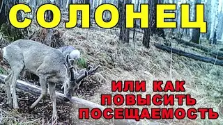 Солонец или как повысить посещаемость