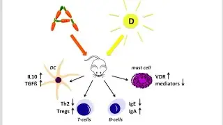 Discuss Fat Soluble Vitamins (Vitamin A and Vitamin D)