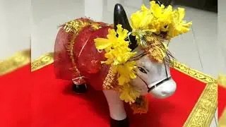 पोळा बैल पुजा || Pola Bail Pooja
