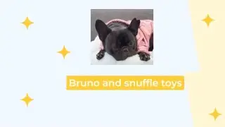 6 Facts Why Snuffle Toys Are Important For Your Dog's Health