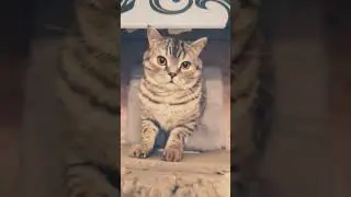 кот