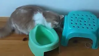 Игры кота Фунтика не дают покоя Эх молодость!