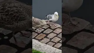 Jungmöwe verteidigt Aal und verschlingt ihn am Stück