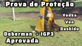 Doberman Vodka Von Dasbidu Aprovada no IGP3! Uma Conquista no Mundo dos Cães de Proteção