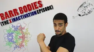 Barr bodies formation (X inactivation) - شرح بالعربي