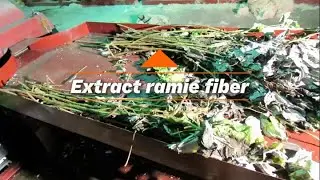 Let's take a look at how ramie extracts fiber!#fiber #machine